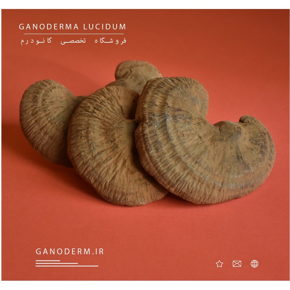 قارچ گانودرما پودر نشده